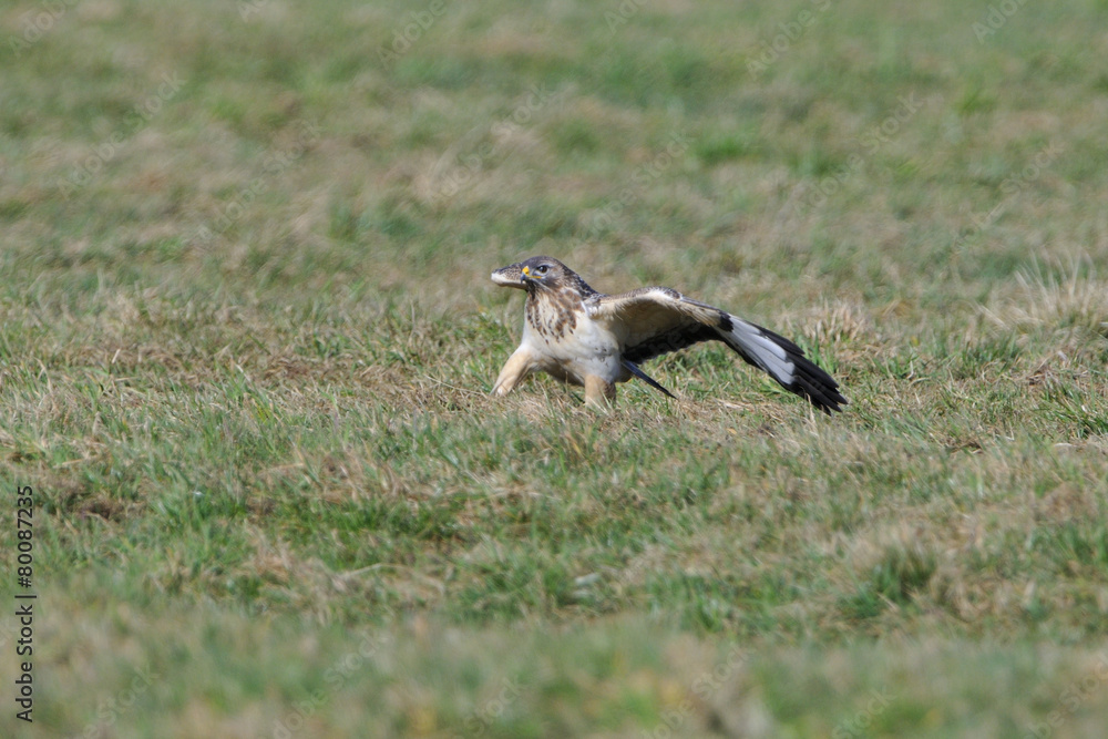 Obraz premium Mäusebussard