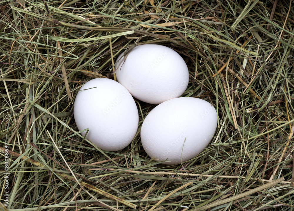 Macro shot of eggs at hay nest in chicken farm