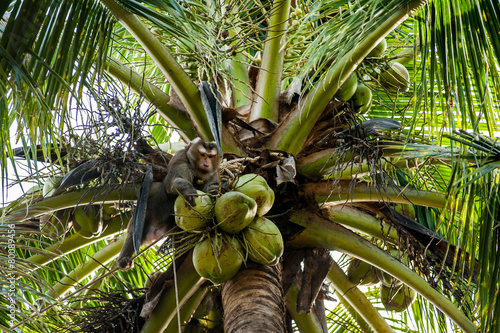 Monkey grabbing coconut on the tree