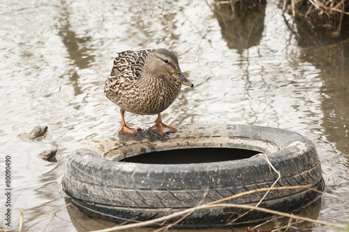 Wild duck standing on old tires