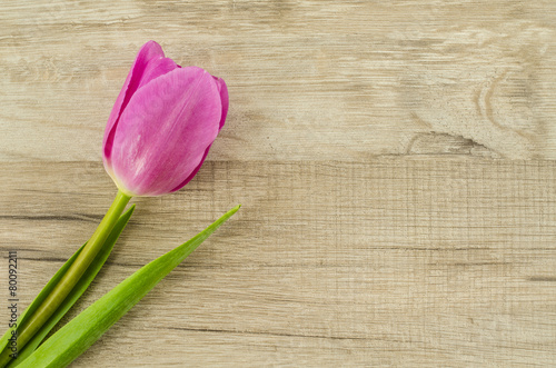 Pink tulip flower on wooden background