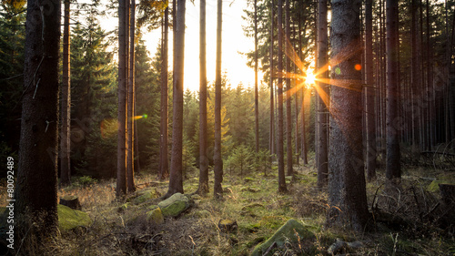 Abendsonne zwischen den Bäumen