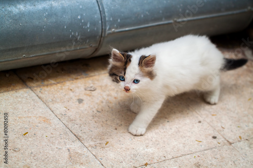 Kedi