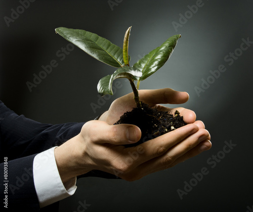 Fotografie sprout