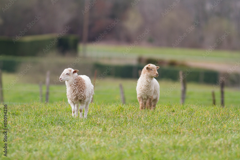 Obraz premium les agneaux