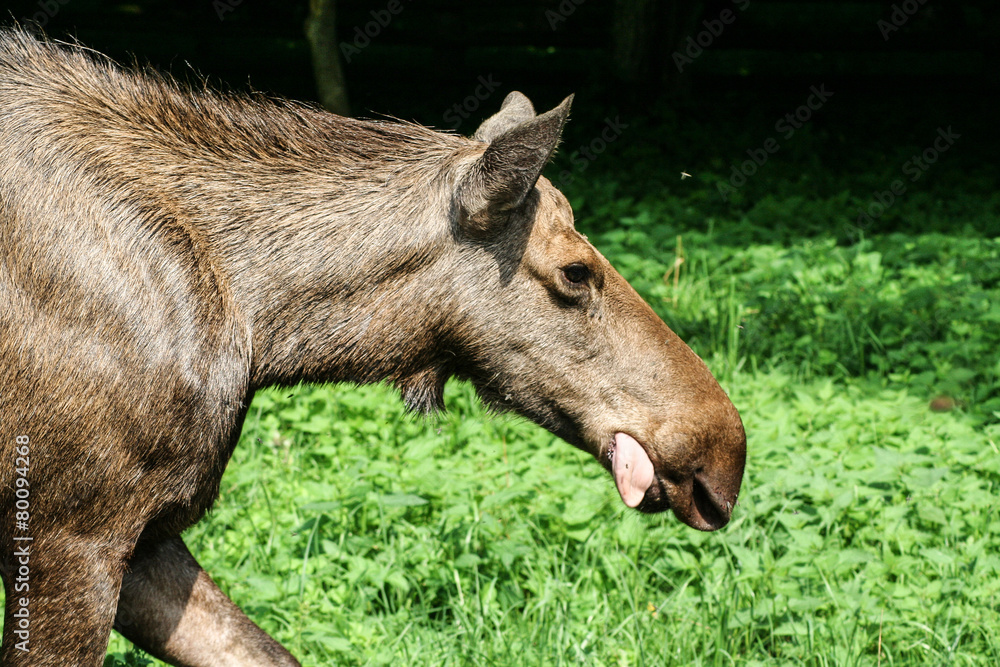 moose moose