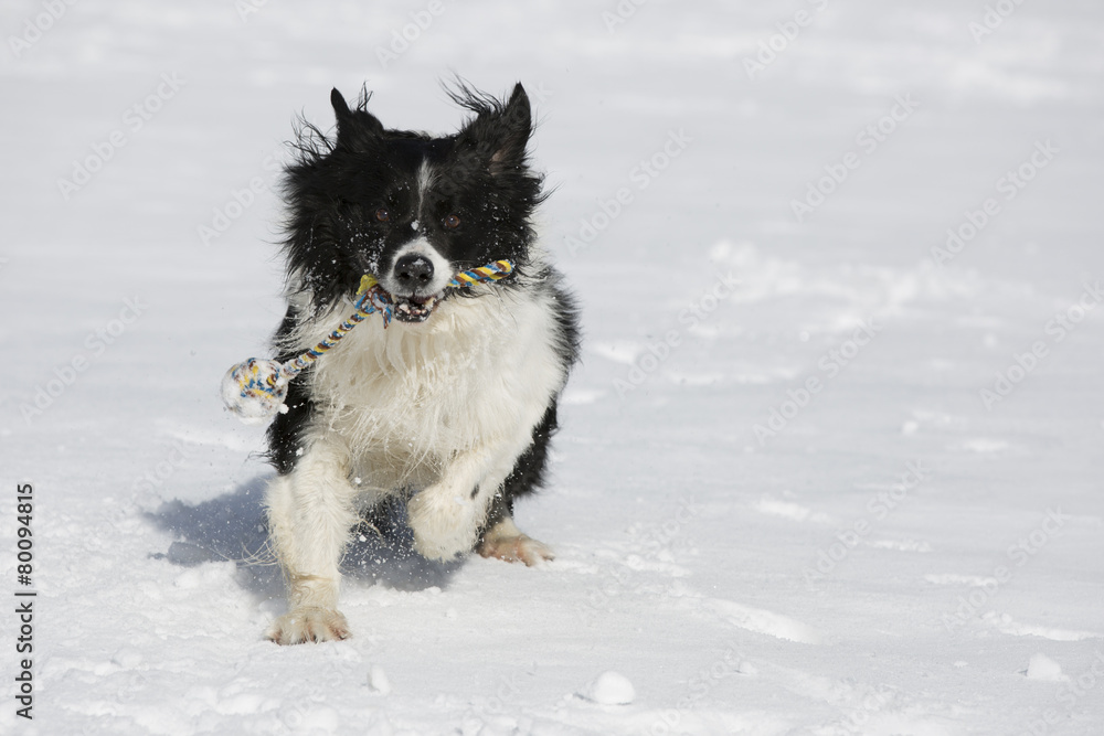 Border Collie Im Schnee