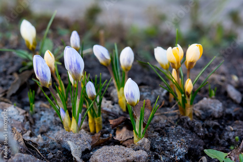 Crocus flowers in the forest