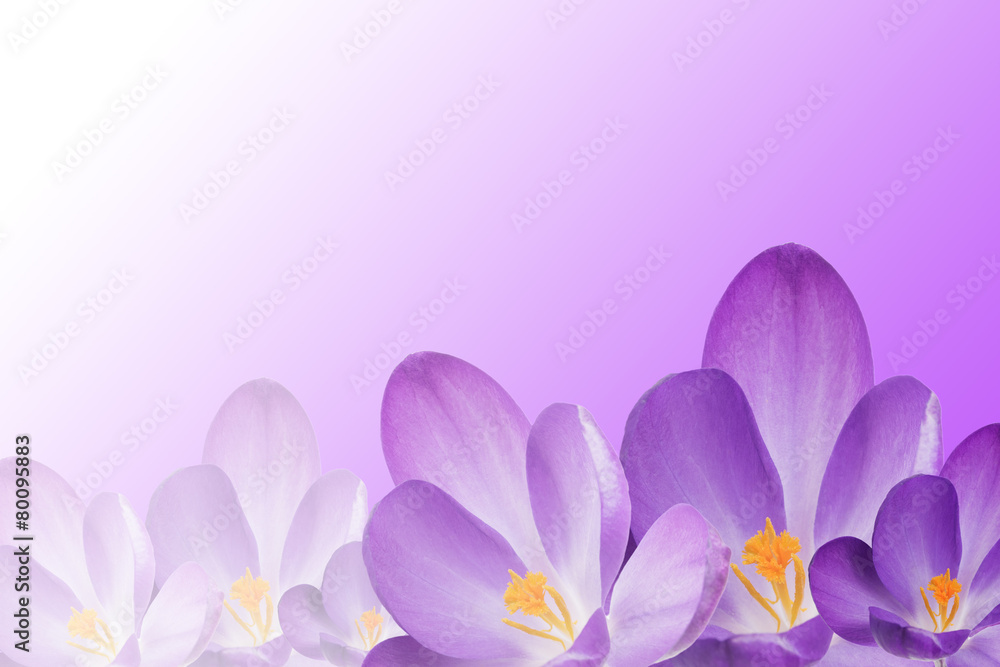 The crocus flowers on the purple-white gradient