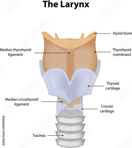 Obraz na płótnie The Larynx Labeled Diagram