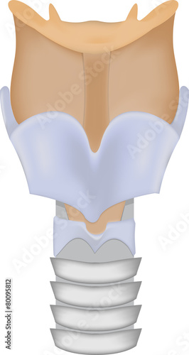 Larynx and Trachea