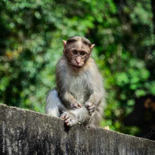 Funny monkey taken in Periyar Wildlife sanctuary © Katarina S.
