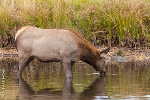 Cow Elk Drinking