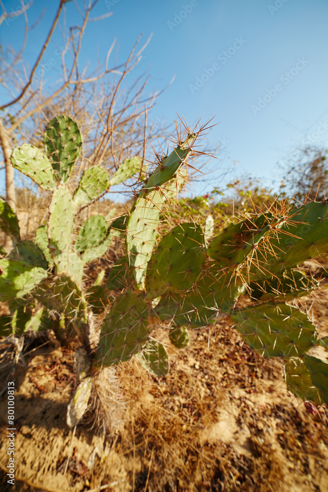 flat cactus with long thorns growing on dry land, among the dry flat cactus with long thorns growing on dry land, among the dry