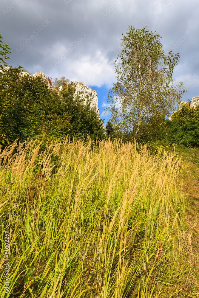 Wheat field in summer landscape of Poland near Krakow