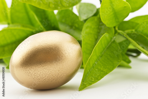 Cuadro en lienzo Gold nest egg against fresh, spring green of citrus leaves
