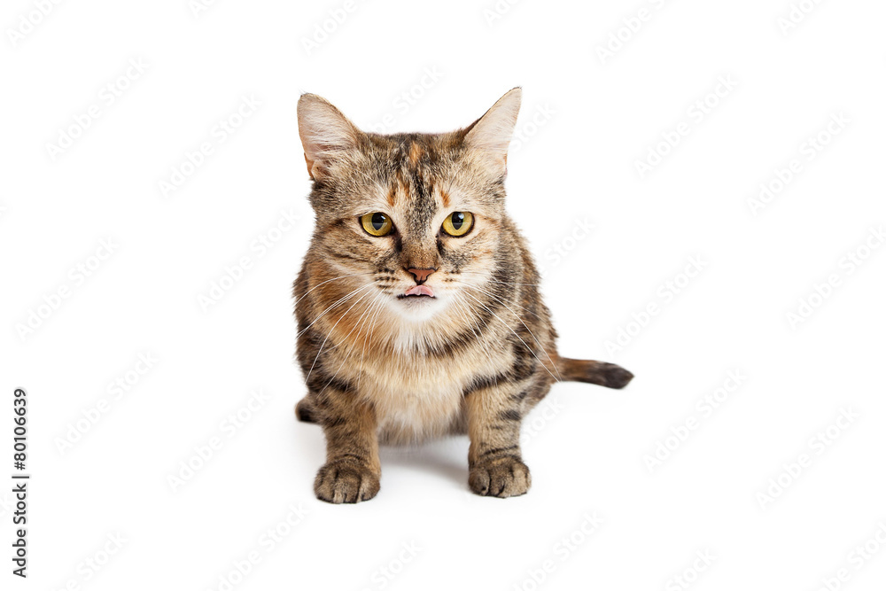 Alert And Attentive  Domestic Shorthair Tortie Cat