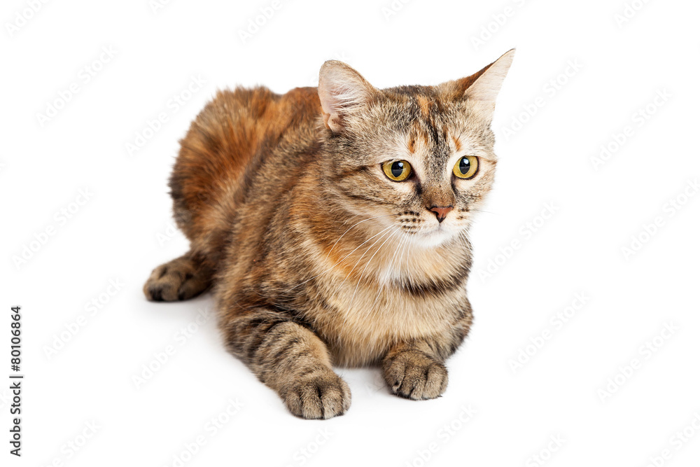 Domestic Shorthair Tortie Cat Laying
