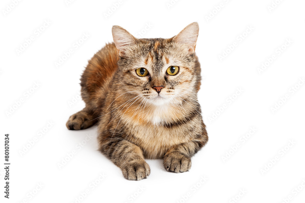 Fototapeta premium Gorgeous Domestic Shorthair Tortie Cat Laying