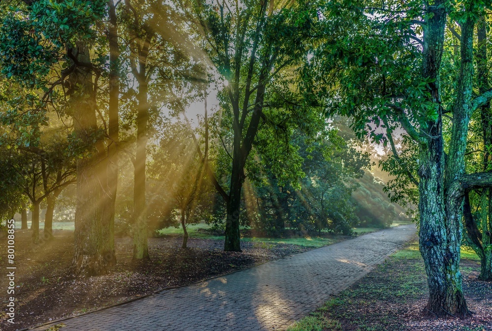 Naklejka premium walk in the park