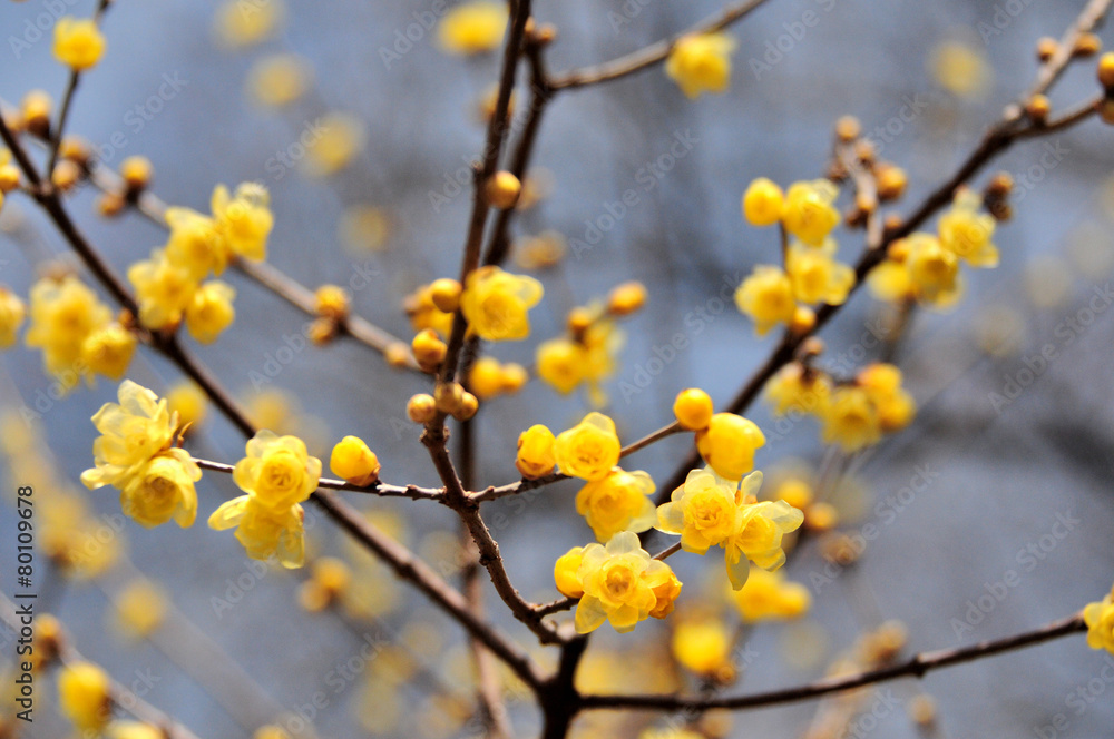 Fototapeta premium ロウバイ