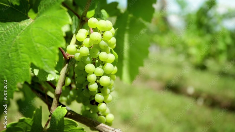 Camera move reveals white grapes growing in a vineyard in summer. Camera move reveals white grapes growing in a vineyard in summer.