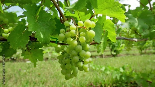 Wallpaper Mural Camera move across white grapes growing in a vineyard in summer. Torontodigital.ca