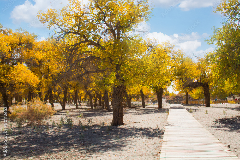 Fototapeta premium Poplar trees in autumn season, Ejina, Inner Mongolia, China