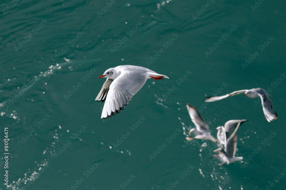 flying seagulls in sunlight
