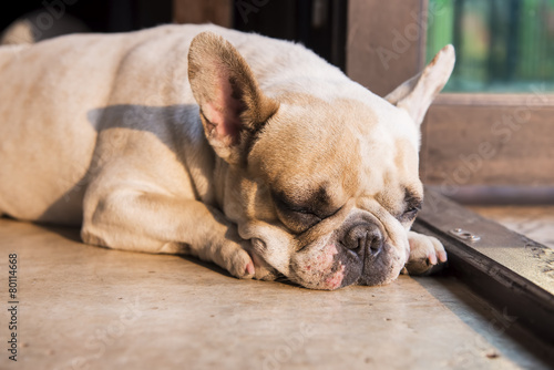 French bulldog sleeping on the floor. © devilkae