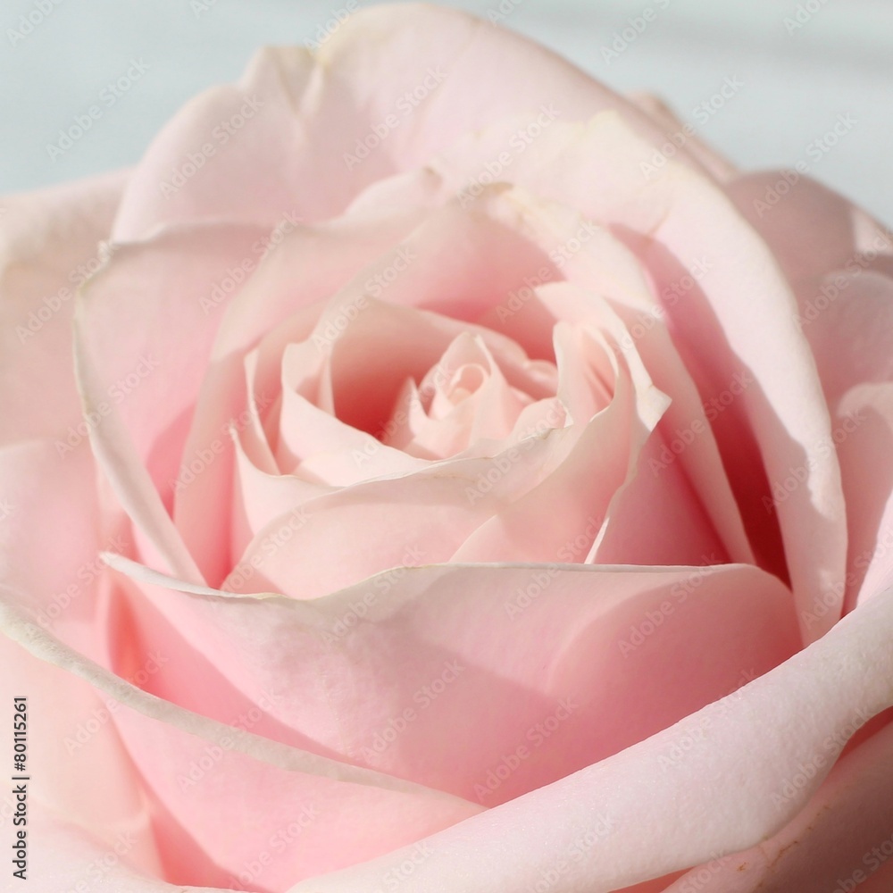 Rose Rose