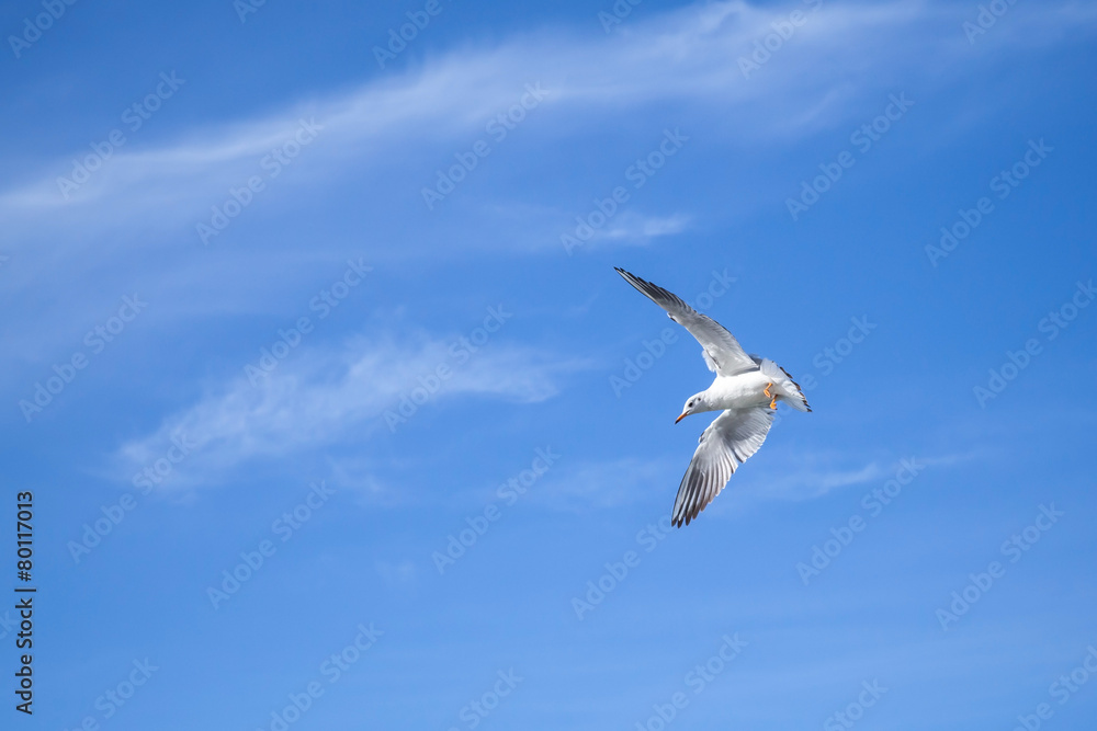 White big seagull flying on blue sky background White big seagull flying on blue sky background