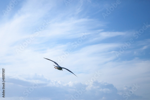Big seagull flying on cloudy sky background
