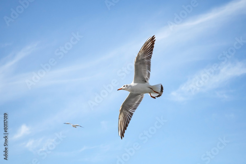White seagulls flying over blue sky background