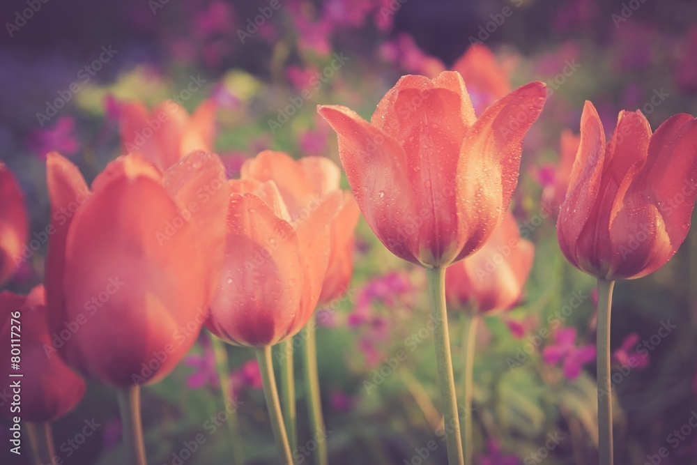 Naklejka premium Vintage red tulips flowers