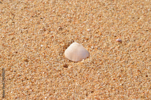 Sea shells with sand as background.