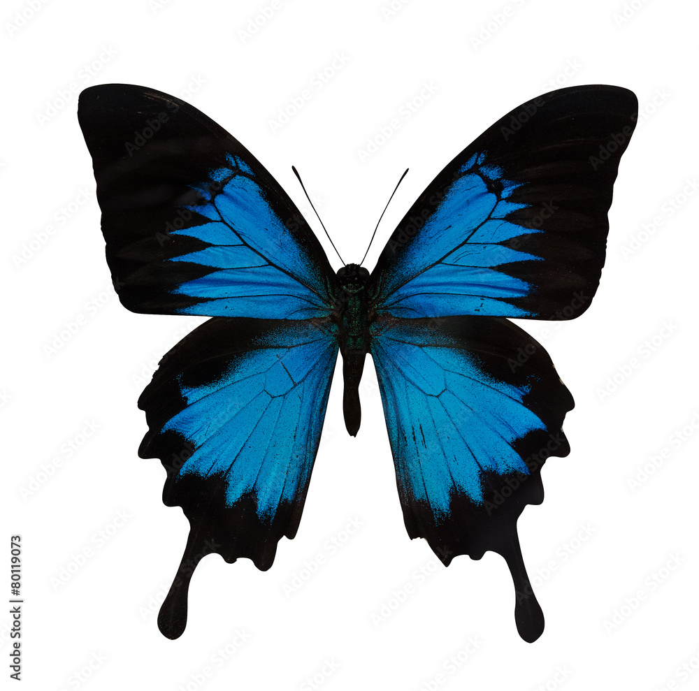 Obraz premium single bright blue butterfly