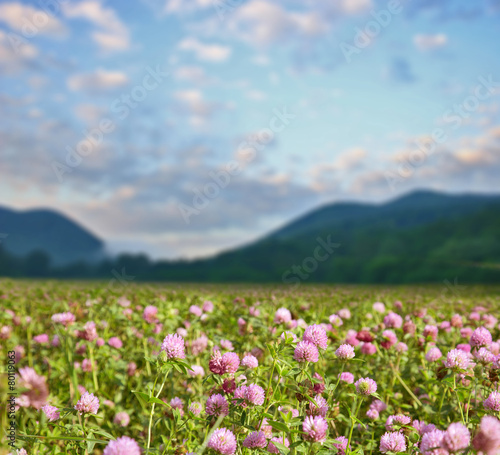 clover flowers on meadow near green mountains
