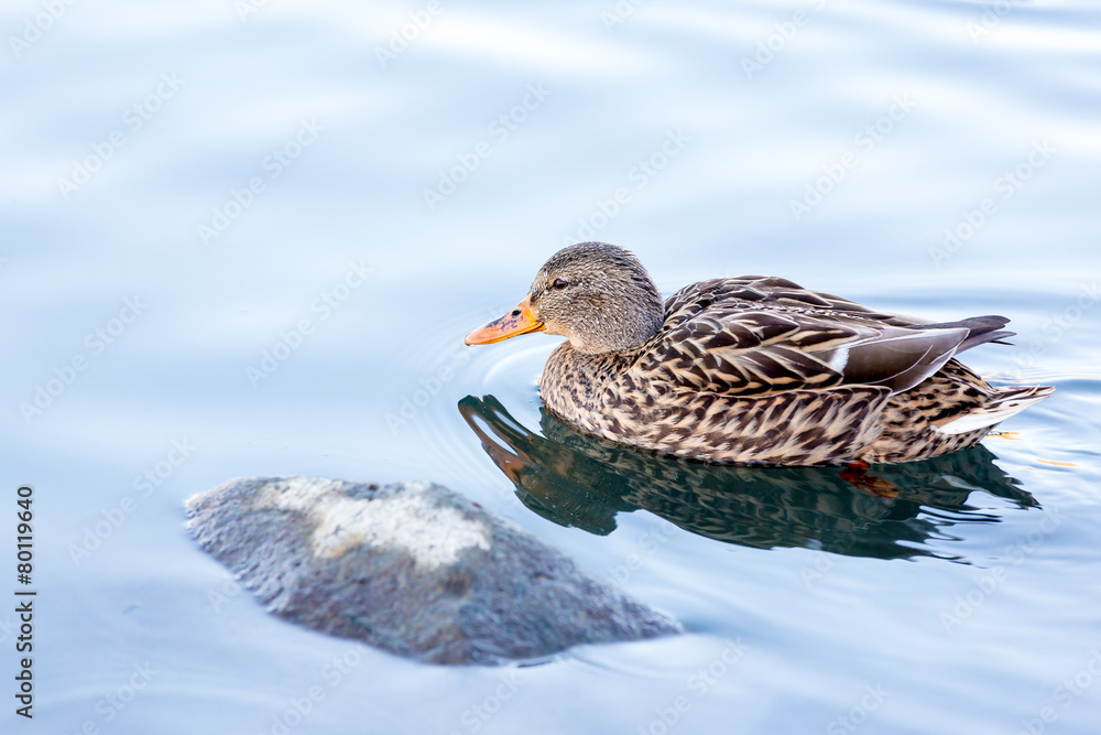 Female Mallard