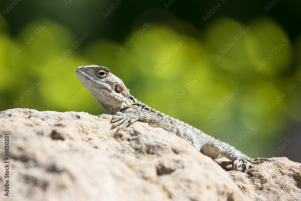 Mountain agama (Laudakia stellio) basking on a rock Mountain agama (Laudakia stellio) basking on a rock