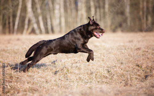 chocolate labrador retriever dog running on a field