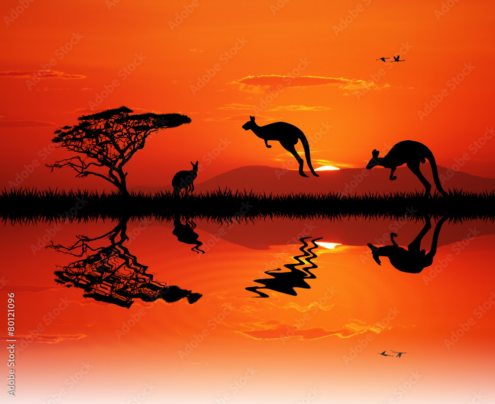 kangaroos silhouettte at sunset