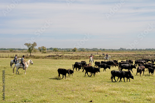 Camargue, mucche 6 © scabrn