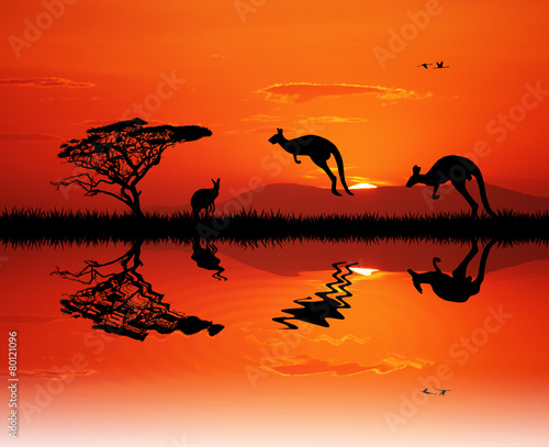 kangaroos silhouettte at sunset © adrenalinapura