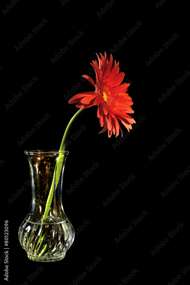 red flower in vase red flower in vase