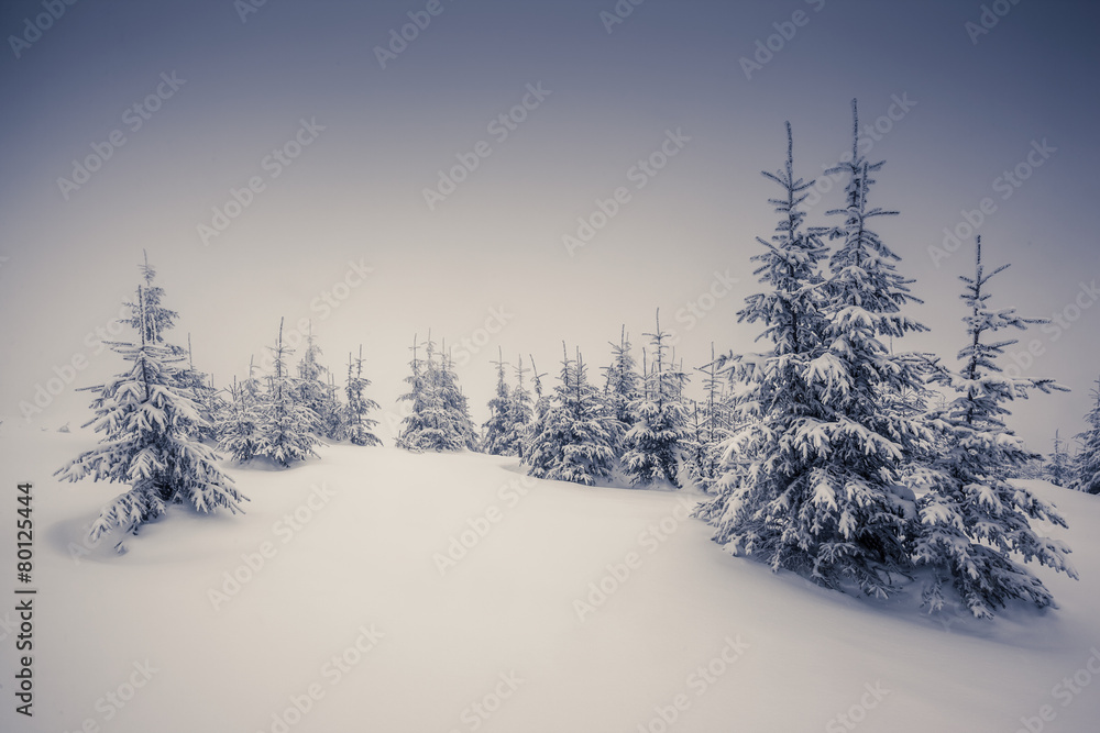 Obraz premium Amazing winter landscape