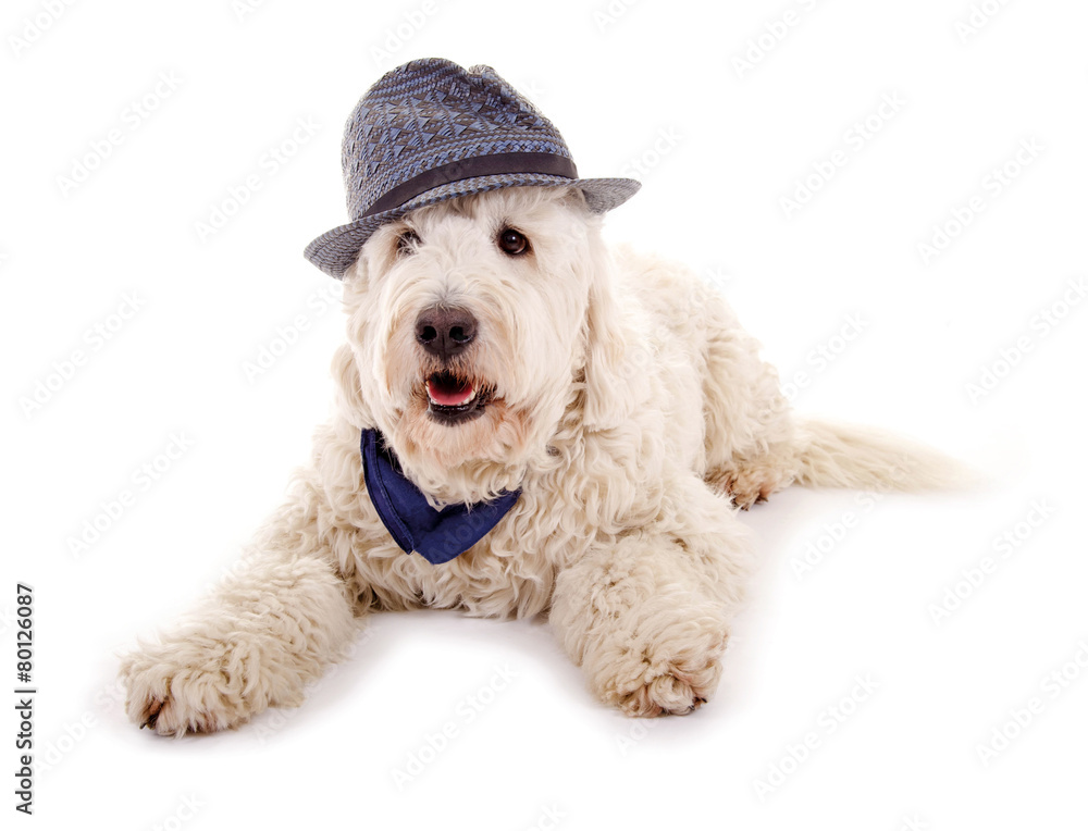 Liegender Goldendoodle mit Hut und Halstuch