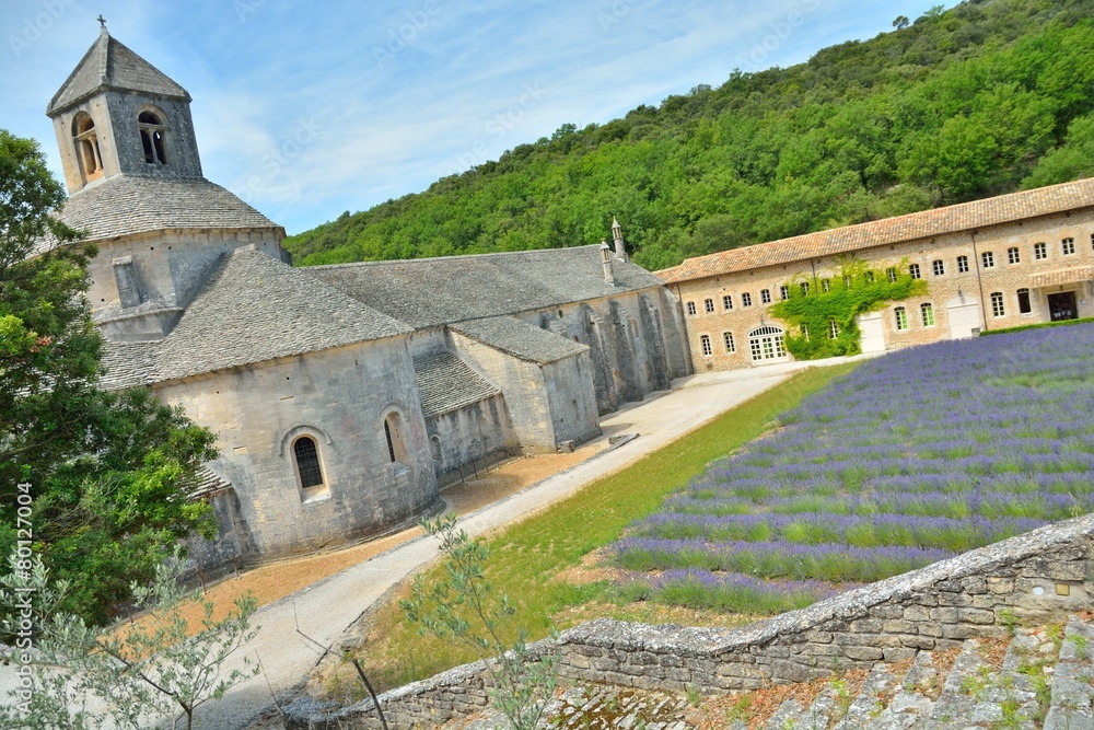 Sénanque Abbey - Gordes abbey surrounding by lavender field and wood in France