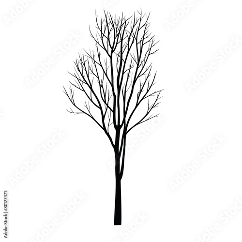 Trees with dead branch