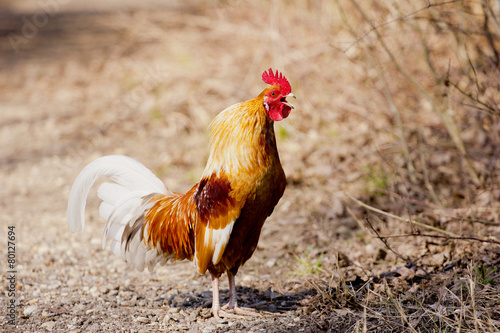Slika na platnu Crowing rooster on farm